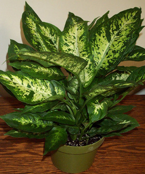 Dieffenbachia-Hicolor