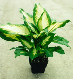 dieffenbachia05