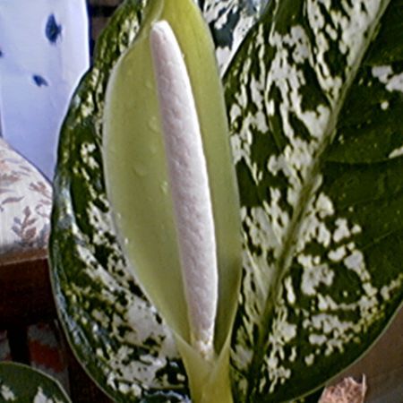 P05-10-07_17.08 - DIEFFENBACHIA