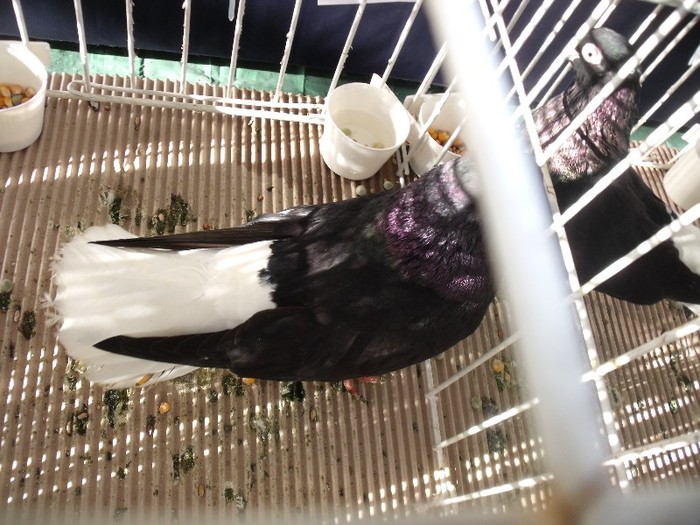 DSCF2063 - POZE expozitie BRASOV 2012