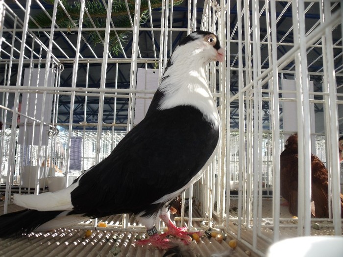 DSCF2064 - POZE expozitie BRASOV 2012