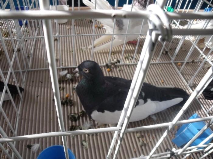 DSCF2087 - POZE expozitie BRASOV 2012