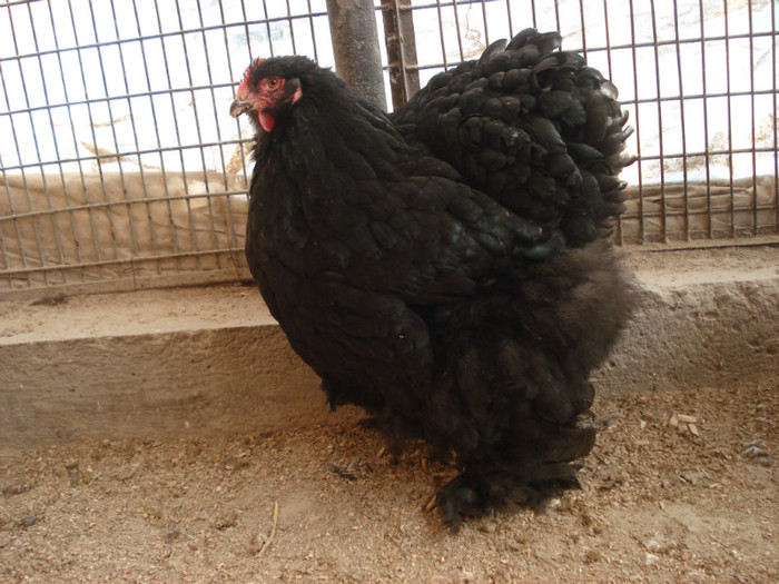 gaina import Germania