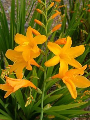 Crocosmia masonorum - Crocosmia bulbi