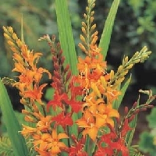 Mix varietate inalta Crocosmia