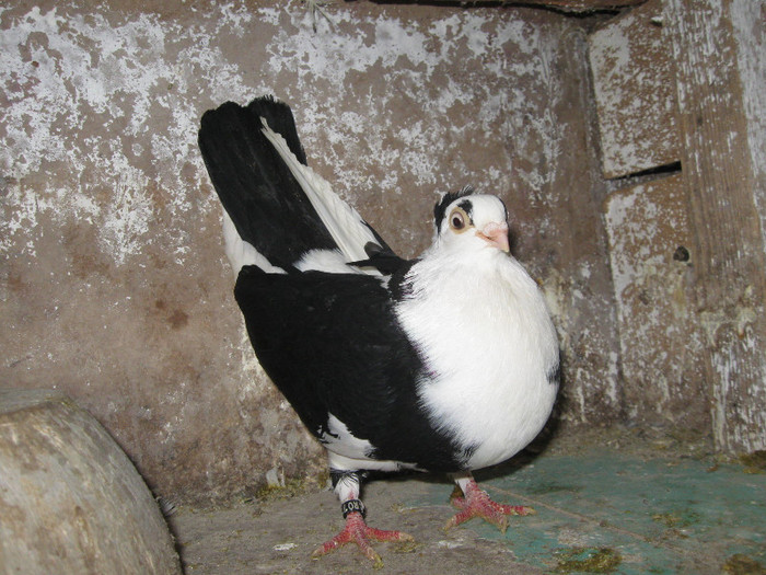Picture 344