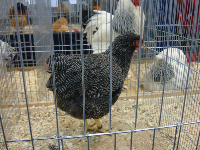 DSC08475