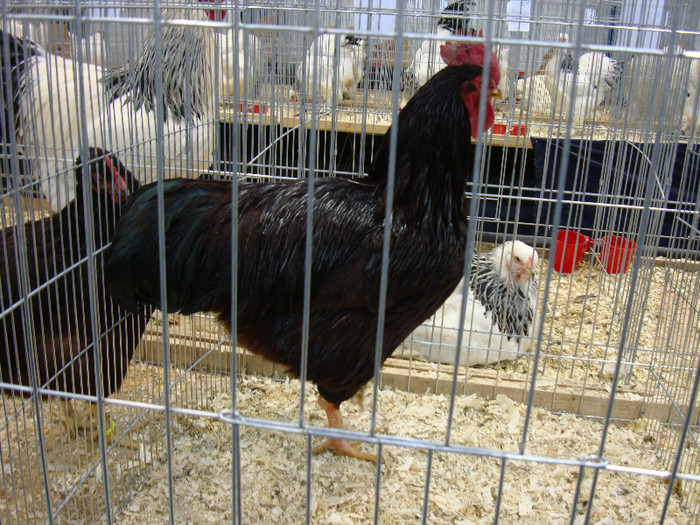 DSC08483