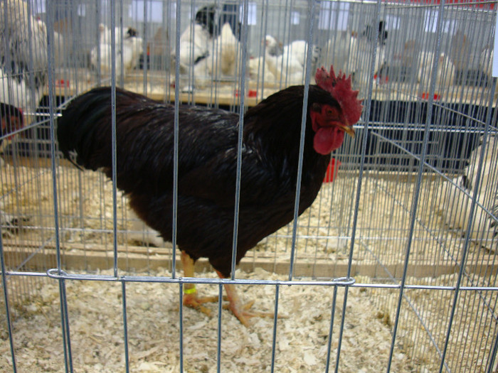 DSC08484