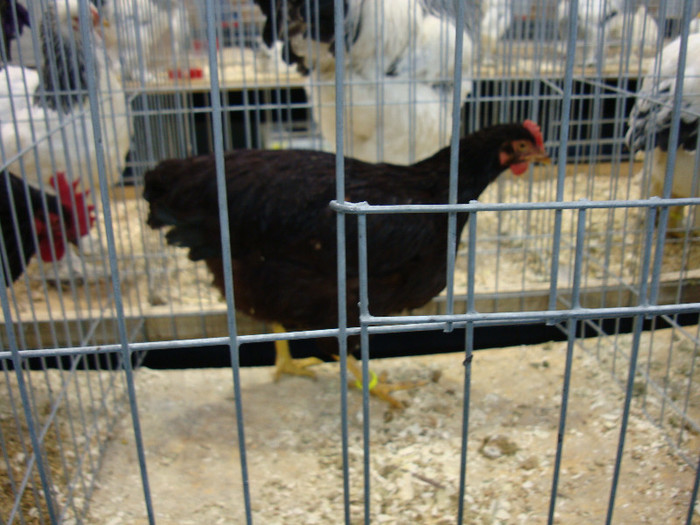 DSC08485