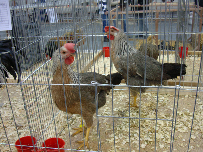 DSC08492