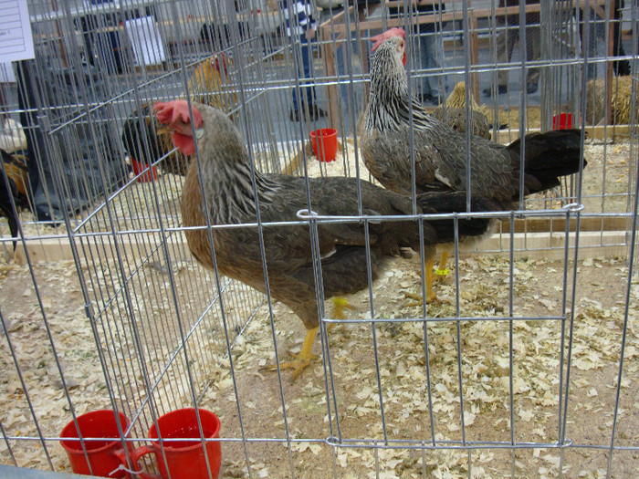 DSC08493