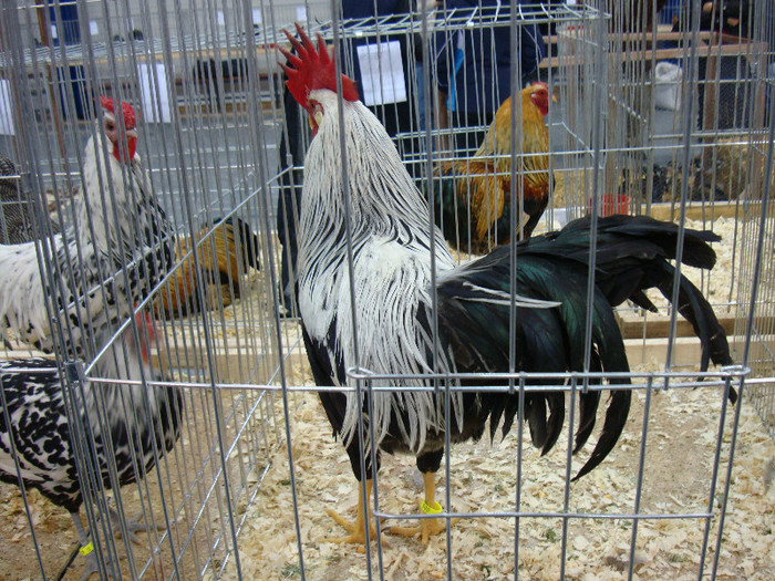 DSC08494