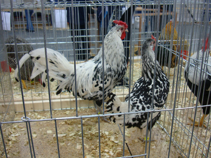 DSC08495
