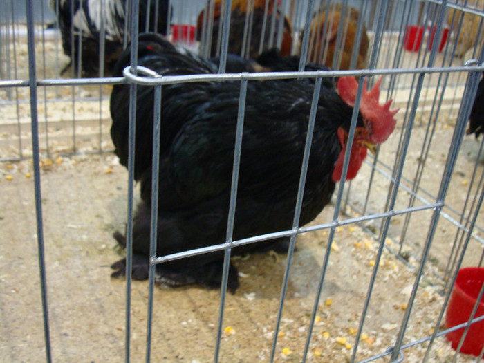 DSC08506