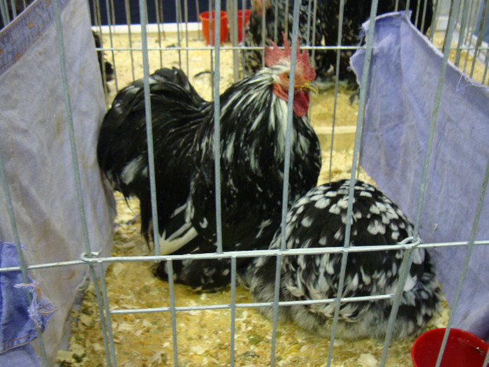 DSC08508
