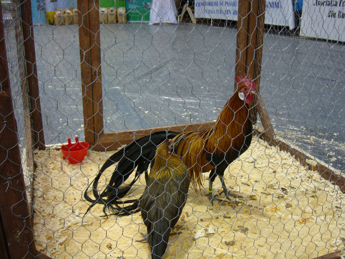 DSC08513