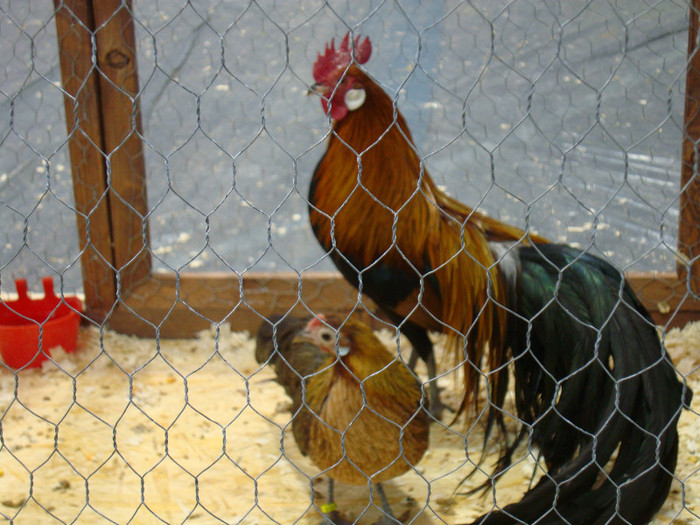 DSC08515