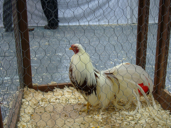 DSC08518