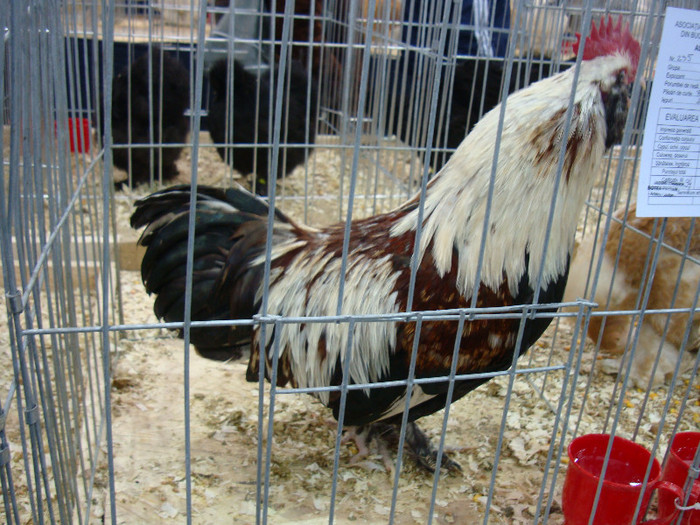 DSC08529