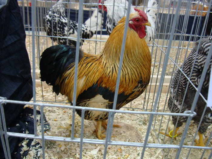 DSC08533