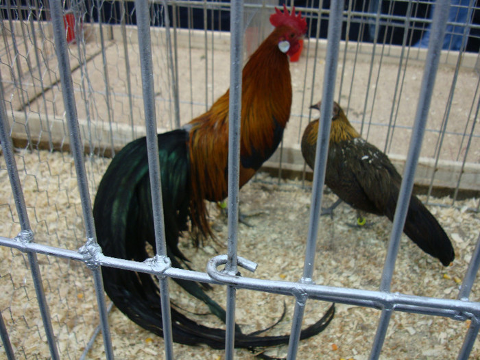 DSC08536