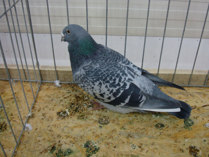DSC08547