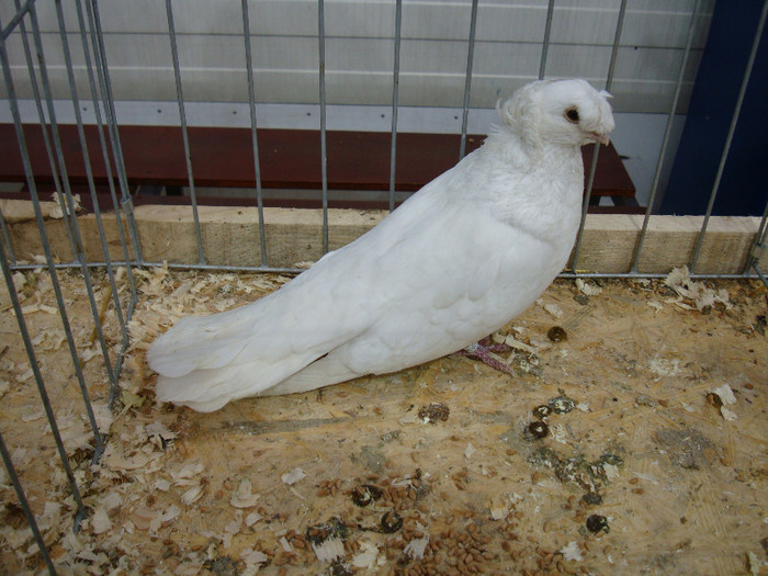 DSC08555
