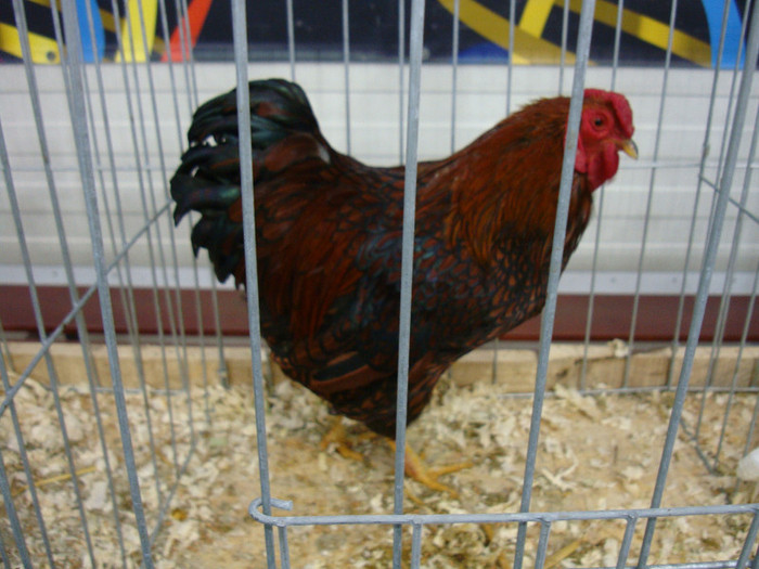 DSC08556