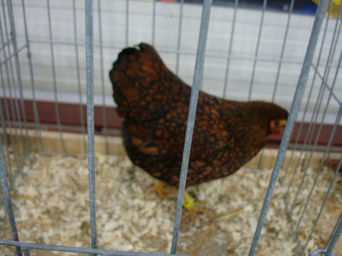 DSC08557