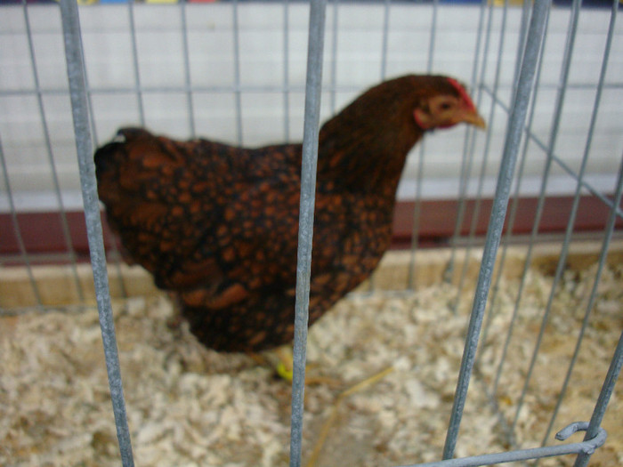 DSC08558
