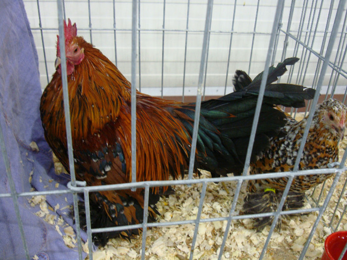 DSC08559
