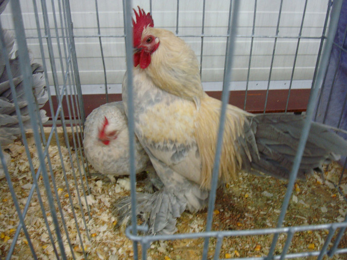 DSC08560