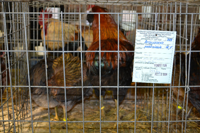 ARAUCANA PUTARNICHIU - EXPOZITIE NAT SIGHISOARA 2012