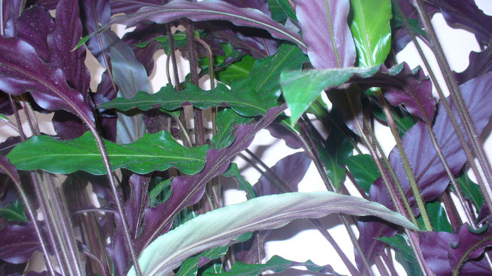 P1020840 - calathea de vanzare