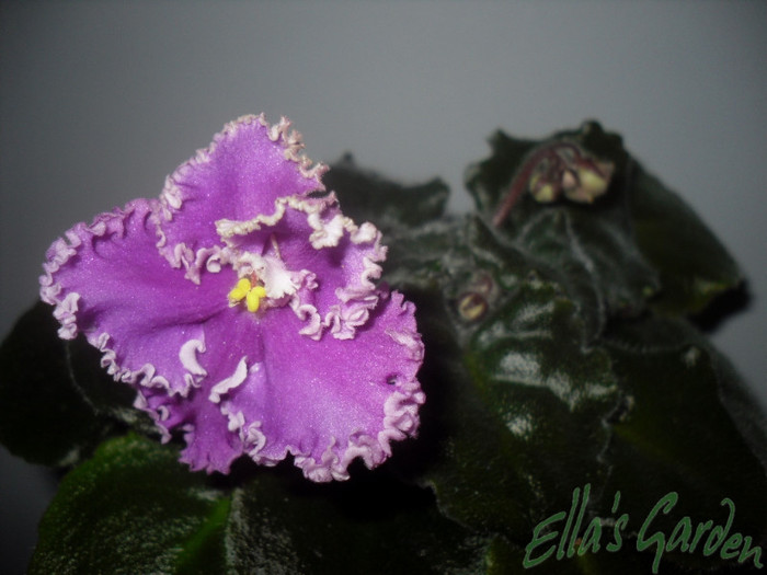 28 ian. 2012 - 2012 Gesneriaceae