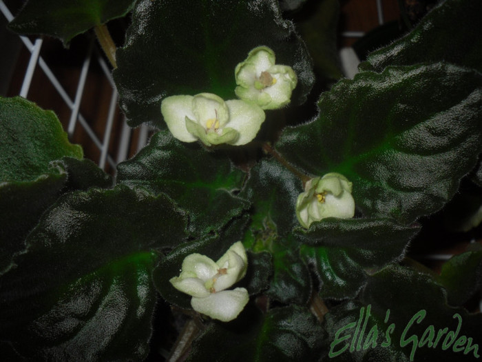 28 ian. 2012 - 2012 Gesneriaceae