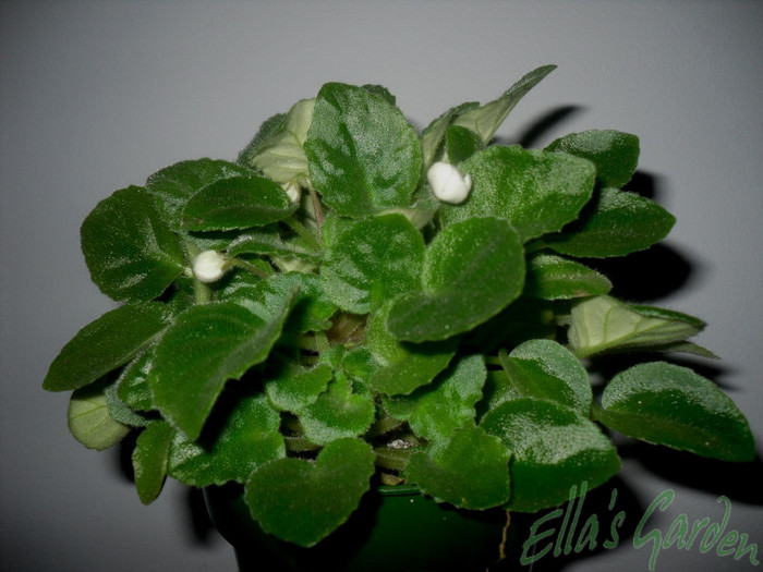 28 ian. 2012 - 2012 Gesneriaceae