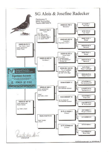 4 - pedigree porumbei