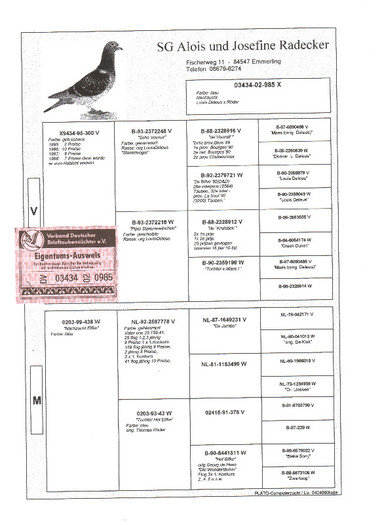 5 - pedigree porumbei