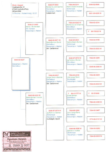 9 - pedigree porumbei