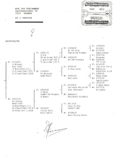 12 - pedigree porumbei