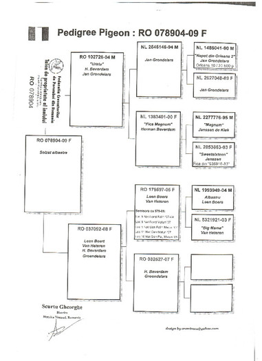 13 - pedigree porumbei