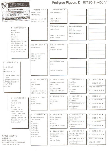 19 - pedigree porumbei