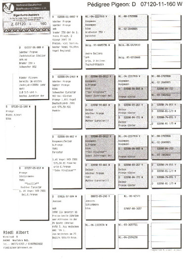 20 - pedigree porumbei