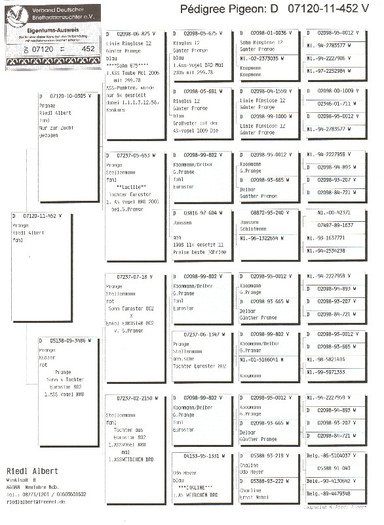 21 - pedigree porumbei