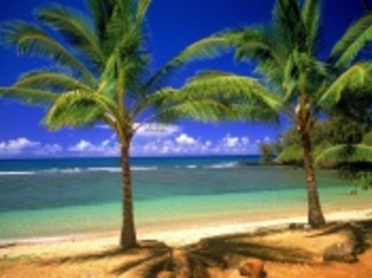 palmieri vara pe plaja - vara