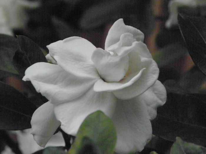 P6120512 - Gardenia - Jasminoidis floare mare altoita