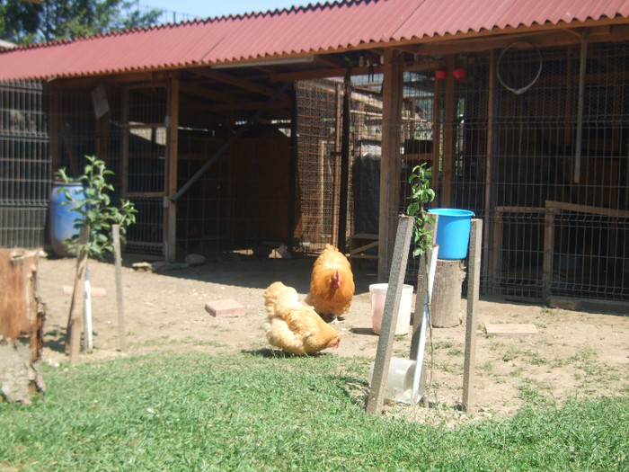 DSCF4727 - ORPINGTON GALBEN - ARHIVA