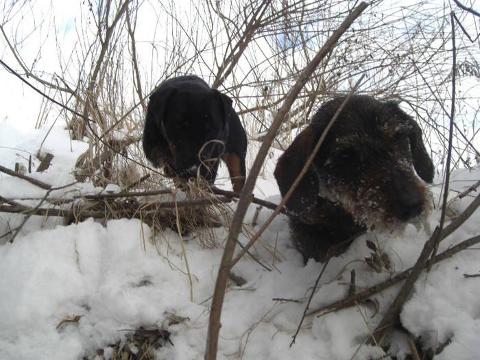 Csoki si Taka - Csoki RIP